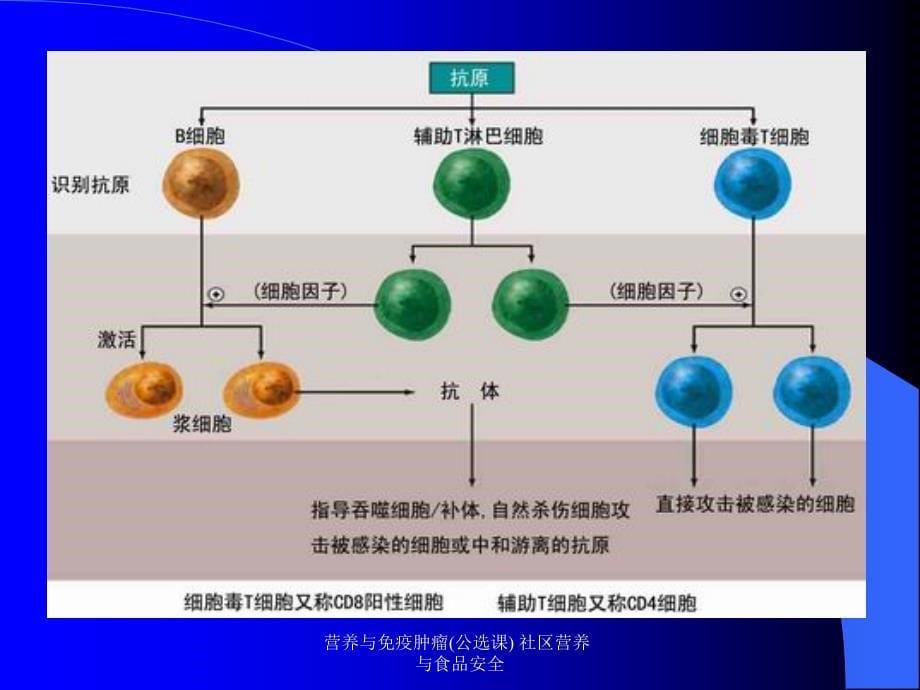 营养与免疫肿瘤公选课社区营养与食品安全课件_第5页