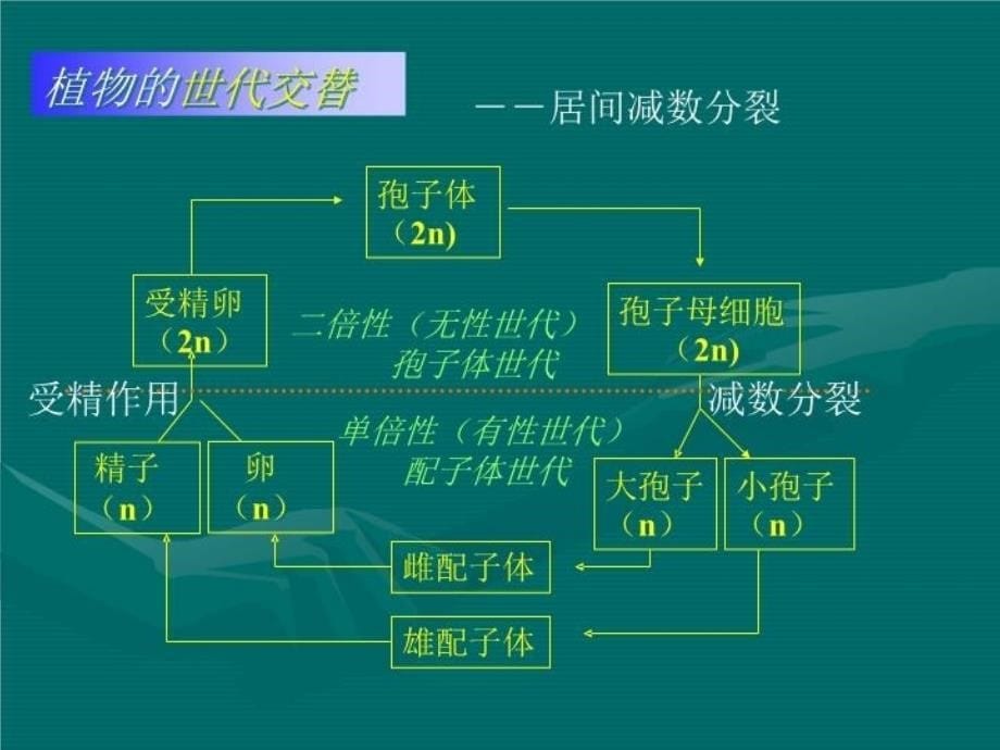 最新奥赛冲刺第3轮考点串讲植物系统学PPT课件_第5页