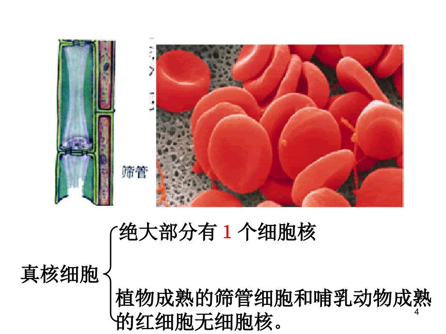 细胞核系统的控制中心课件新人教版必修1_第4页