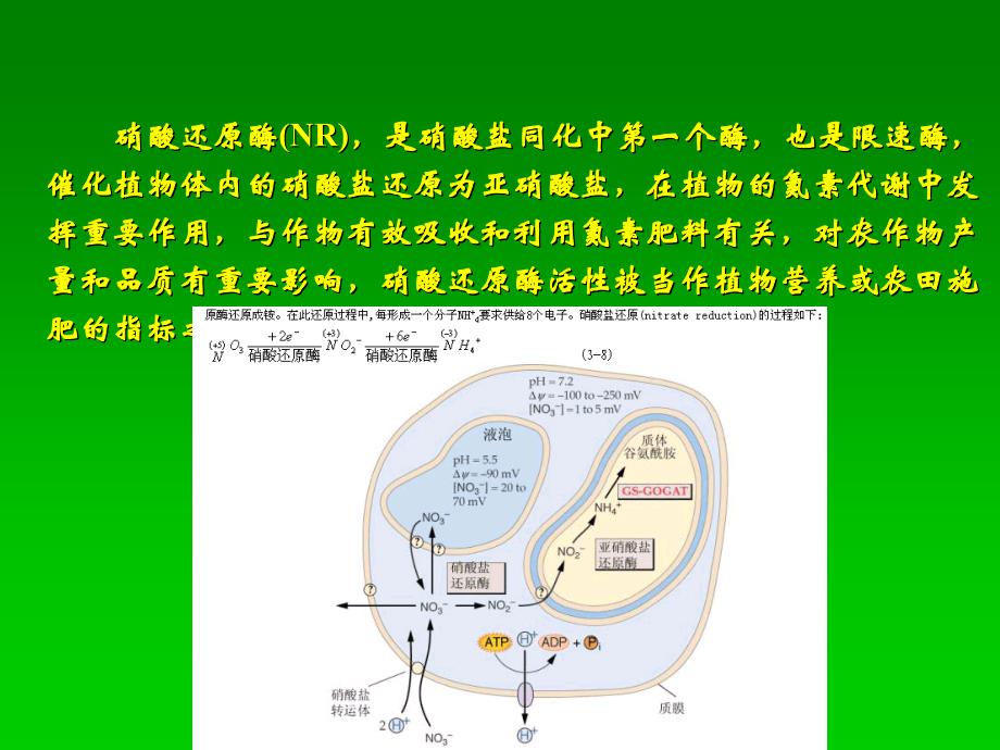 实验七、硝酸还原酶活性测定_第2页