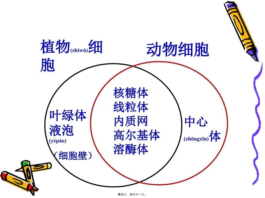 医学专题—细胞器及其生理功能复习._第5页