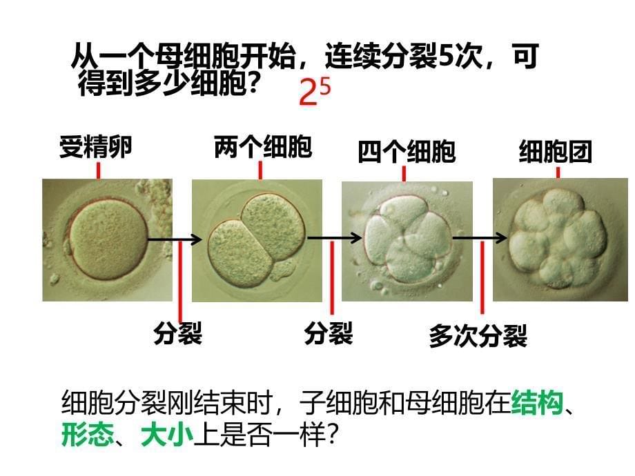 23生物体的结构层次_第5页