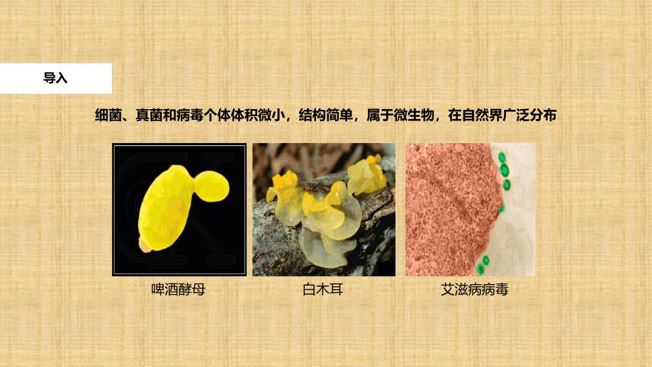 初中八年级生物上册541细菌和真菌的分布教学名师优质课件新版新人教版_第2页