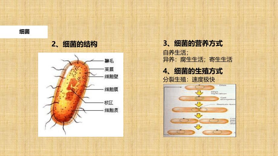 初中八年级生物上册541细菌和真菌的分布教学名师优质课件新版新人教版_第4页