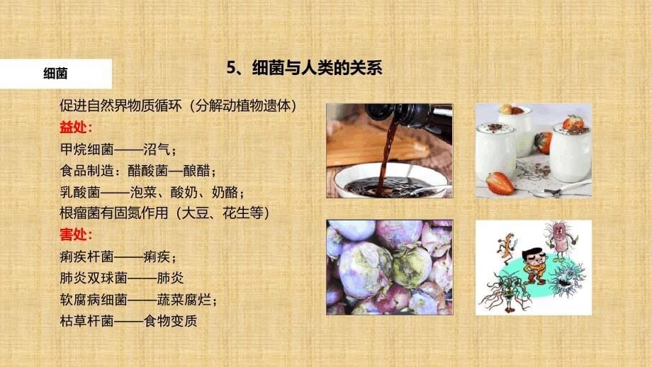 初中八年级生物上册541细菌和真菌的分布教学名师优质课件新版新人教版_第5页