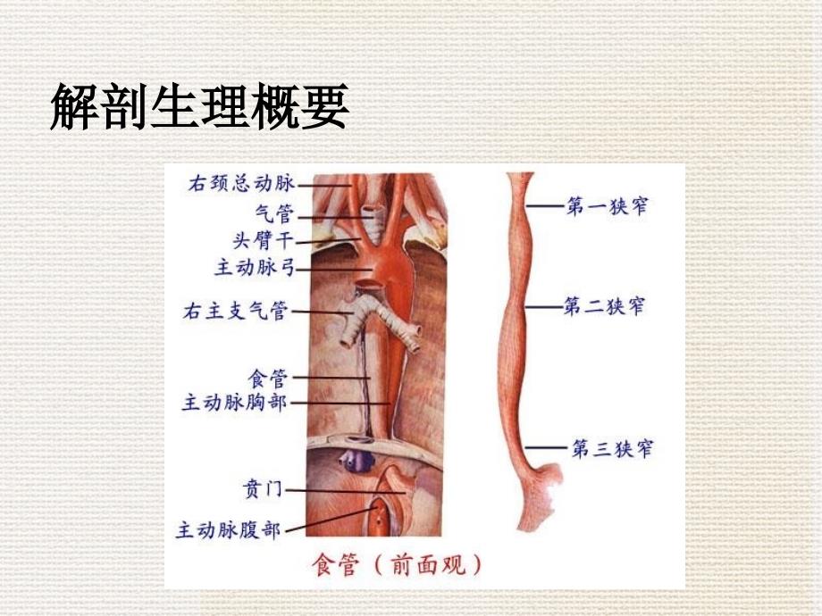 食道癌的课件_第2页