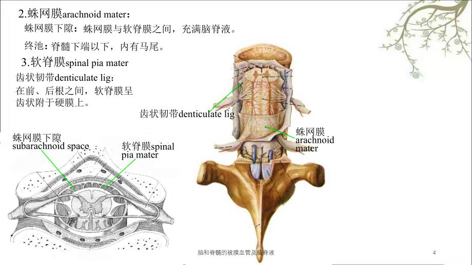 脑和脊髓的被膜血管及脑脊液课件_第4页