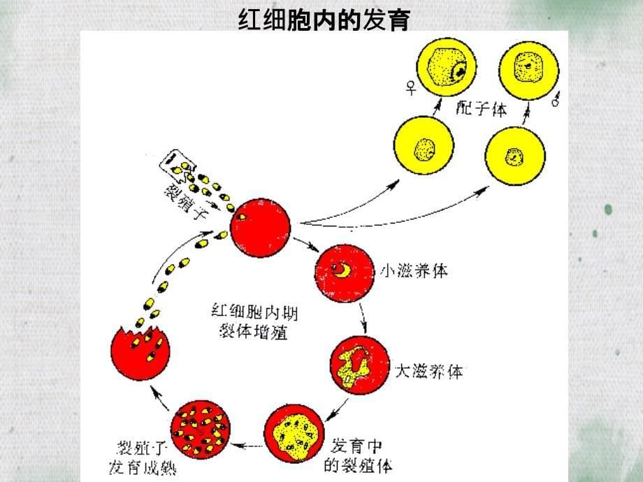 疟疾专题课件_第5页