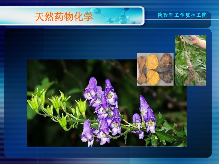 天然药物化第九章生物碱17_第2页