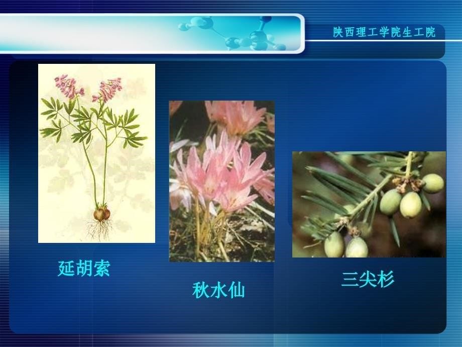 天然药物化第九章生物碱17_第5页