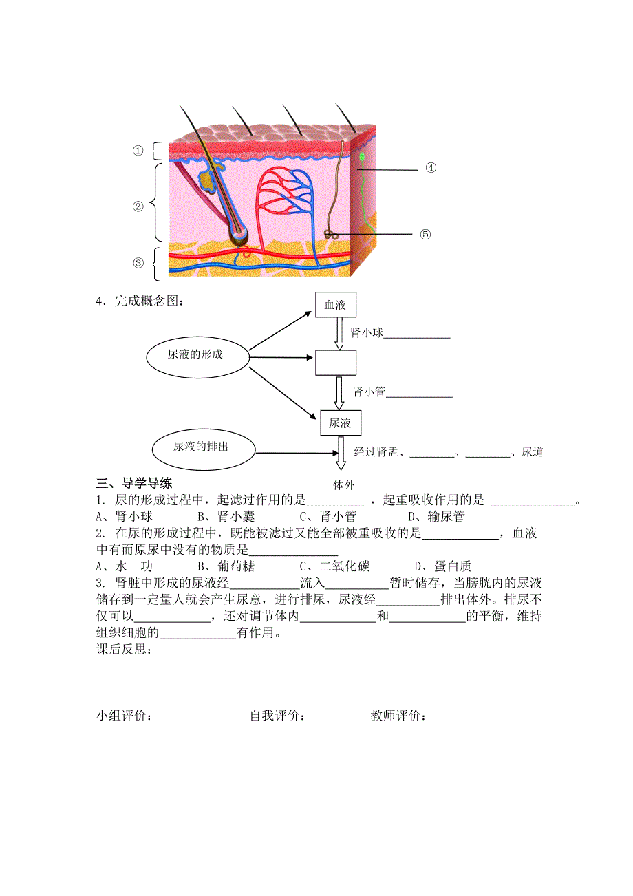 教育专题：八年级生物高校课堂导学案尿液的形成（2）_第2页