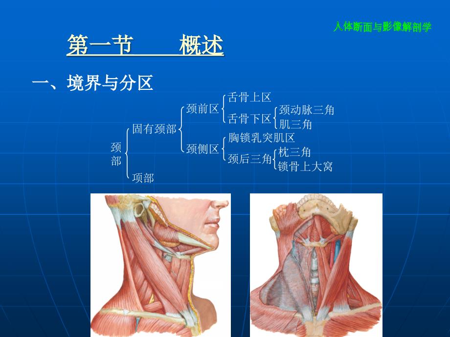 颈部断层解剖_第3页