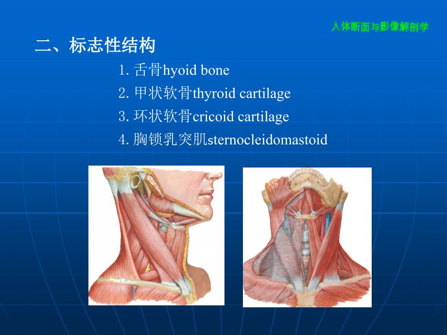 颈部断层解剖_第4页