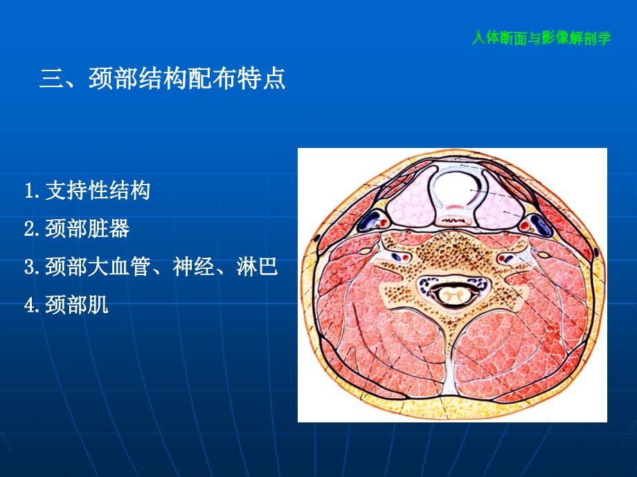 颈部断层解剖_第5页