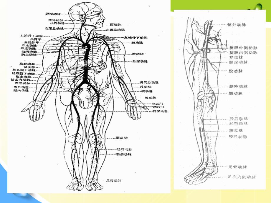 动脉疾病护理PPT课件_第3页