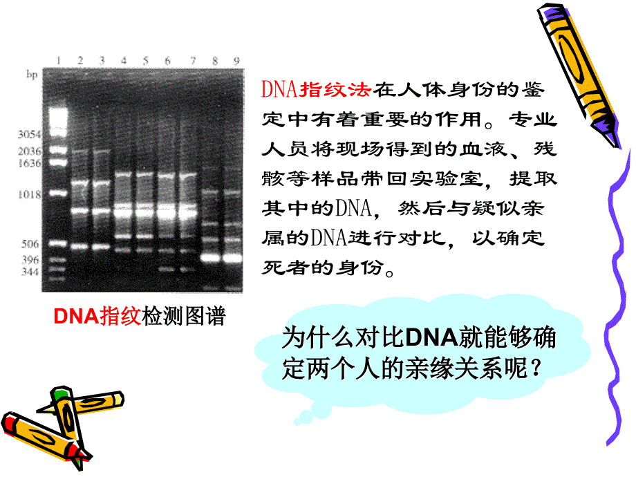 123遗传信息的携带者 核酸_第2页