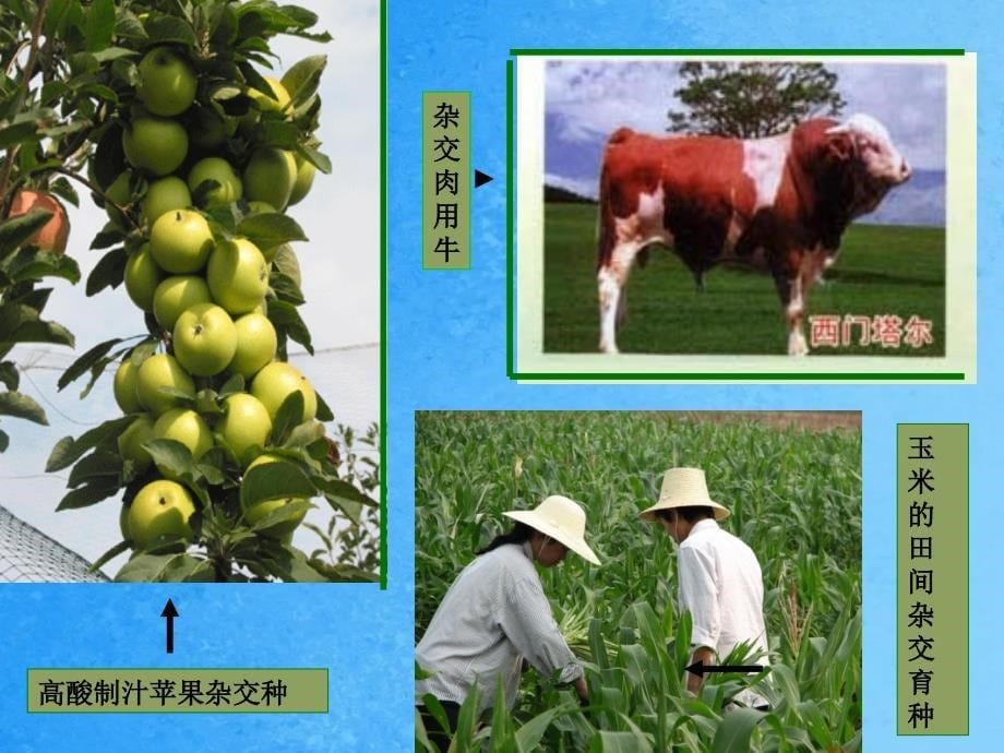 生物育种1ppt课件_第5页