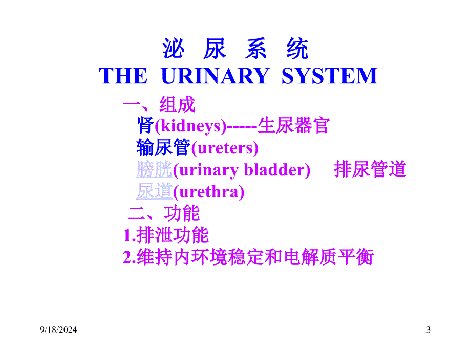 泌尿外科解剖学_第3页