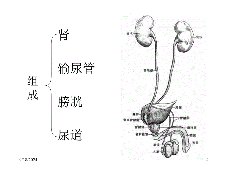 泌尿外科解剖学_第4页