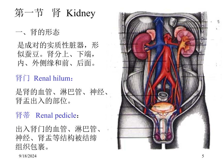 泌尿外科解剖学_第5页