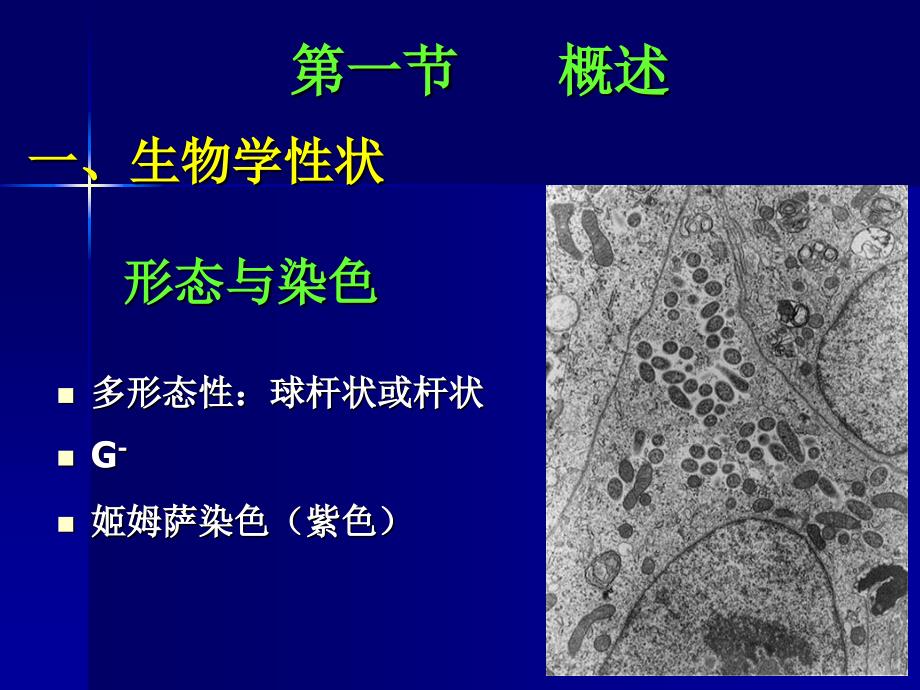 医学微生物学教学课件张敏第十九章立克次体_第4页