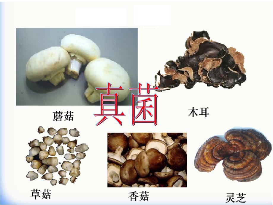 人教版八年级生物上册第四章第一节《细菌和真菌的分布》课件_第2页