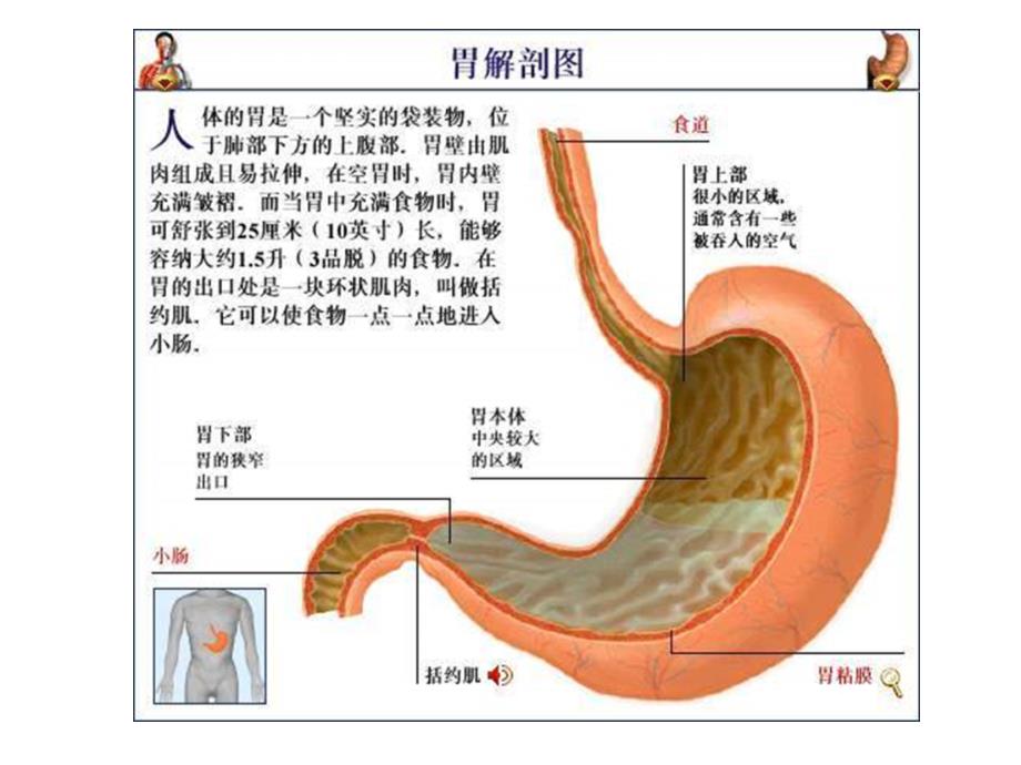 床旁超声胃内容物监测ppt课件_第2页