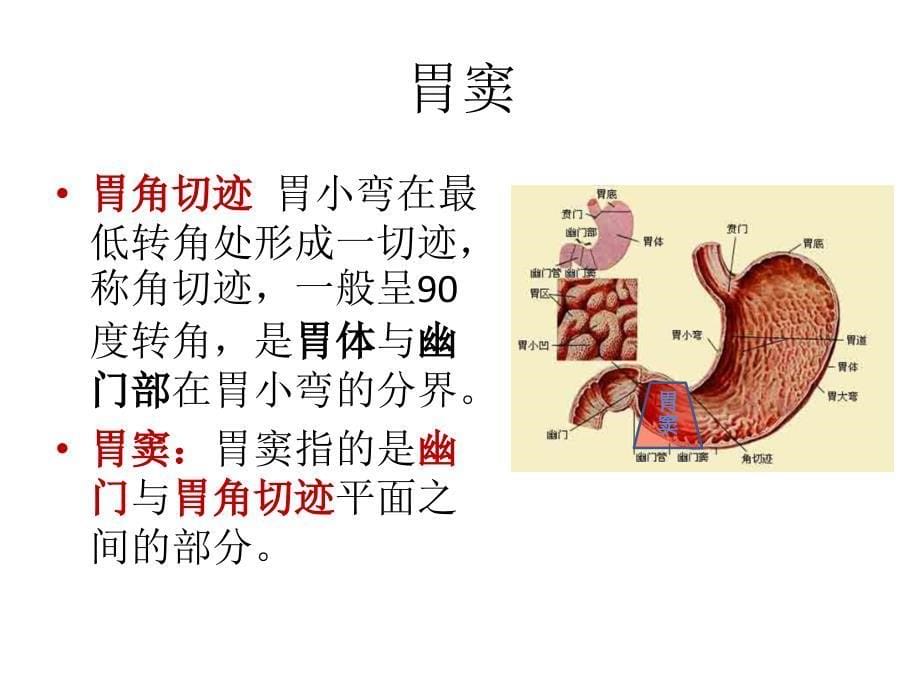 床旁超声胃内容物监测ppt课件_第5页