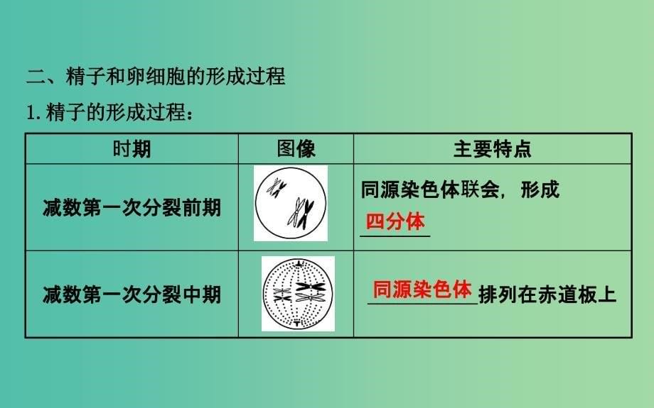 高考生物总复习 第二章 基因和染色体的关系 第1节 减数分裂和受精作用课件 新人教版必修2.ppt_第5页