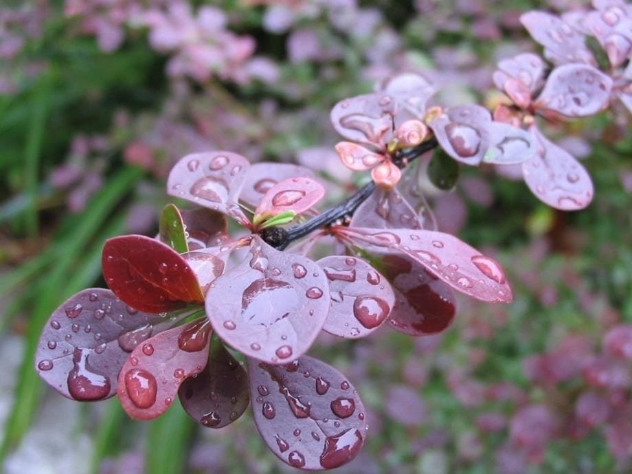 雨点儿超级全_第5页