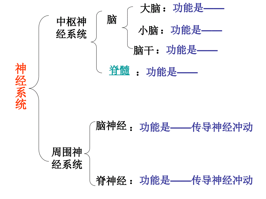 七年级生物神经系统的组成5_第2页