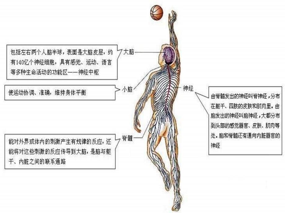 七年级生物神经系统的组成5_第3页