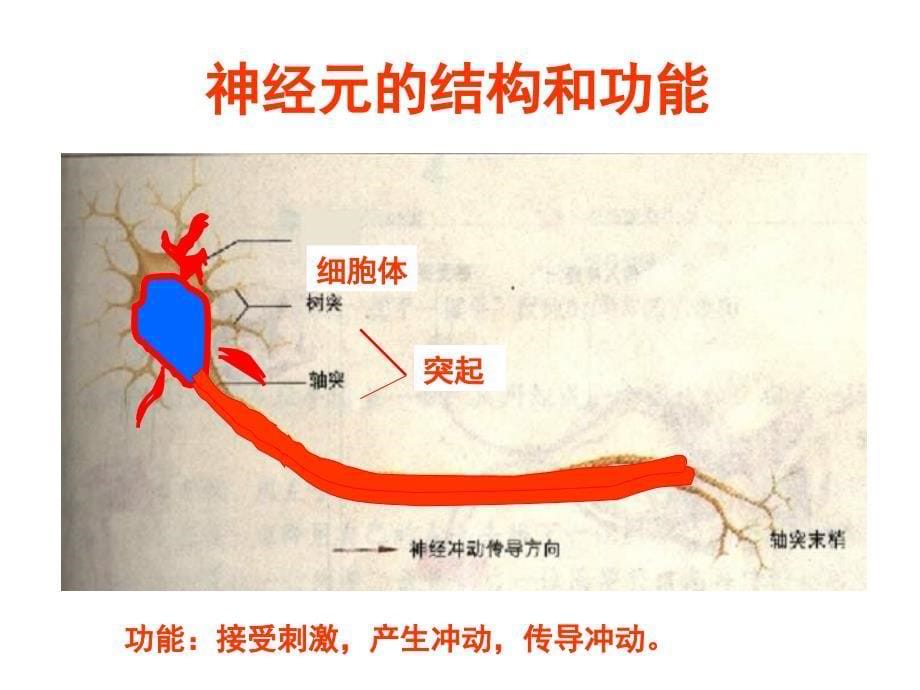 七年级生物神经系统的组成5_第5页