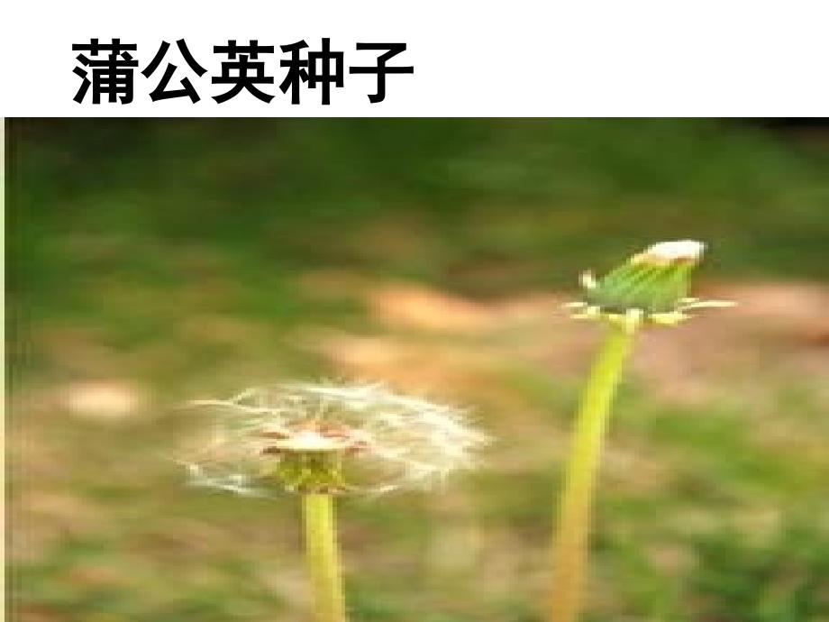 小学科学把种子散播到远处_第3页