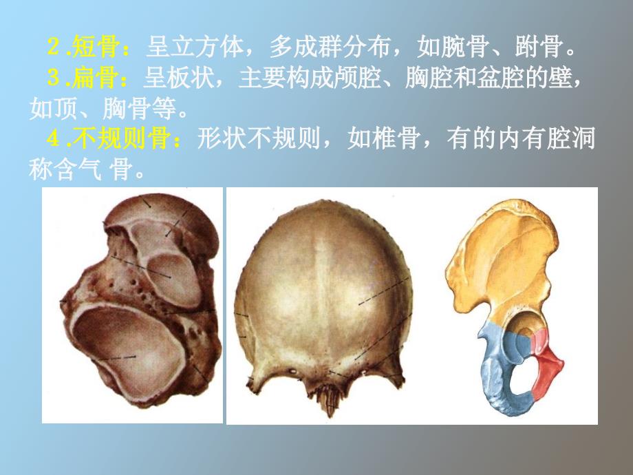 现代基础医学概论第三章_第4页