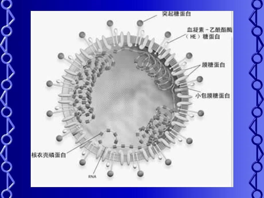 《非典型肺炎》PPT课件_第5页