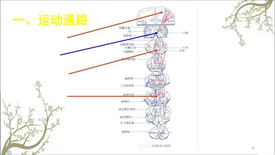 神经系统损伤定位课件_第5页