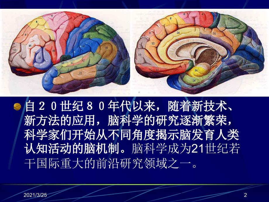 脑科学对早期教育的启示和警示PPT课件_第2页