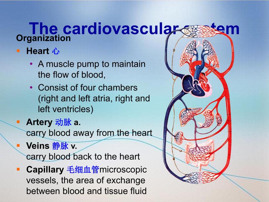 心脏血管系统课件_第3页
