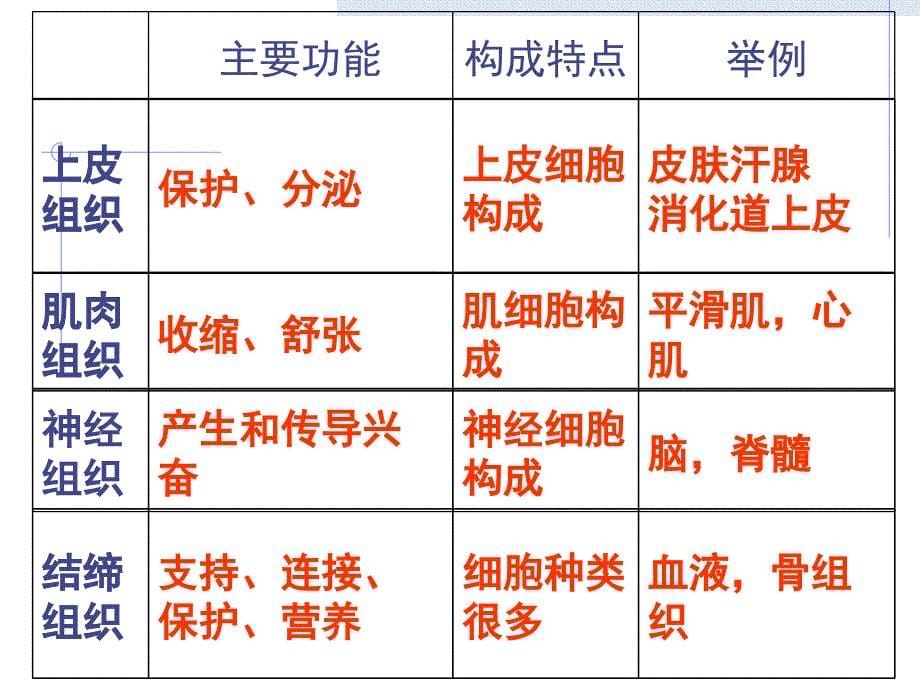 动物体的结构层次(课件) (2)_第5页