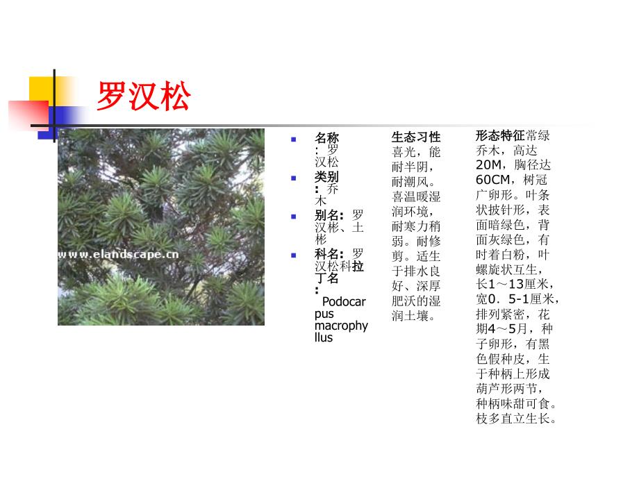 常用园林植物详细_第3页