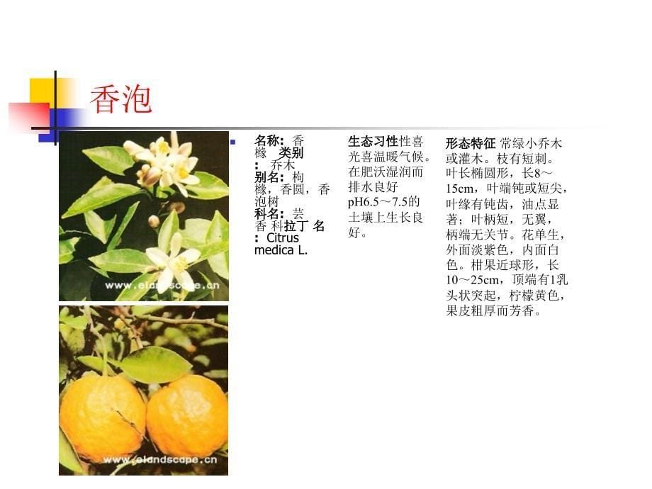 常用园林植物详细_第5页