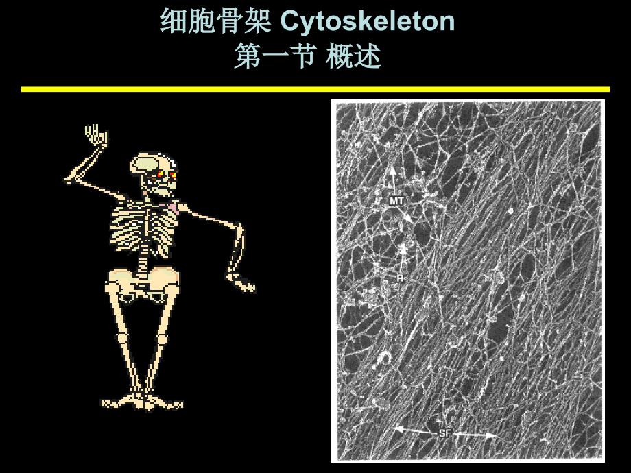 医学细胞生物学：第七章 细胞骨架_第4页