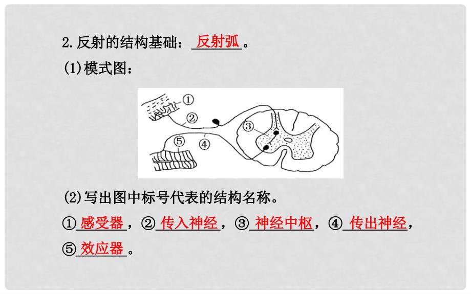 高考生物大一轮复习 第2章 第1节 通过神经系统的调节配套精讲课件 新人教版必修3_第4页