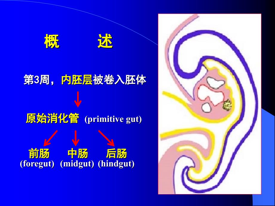 组织学与胚胎学第消化系统和呼吸系统的发生_第2页