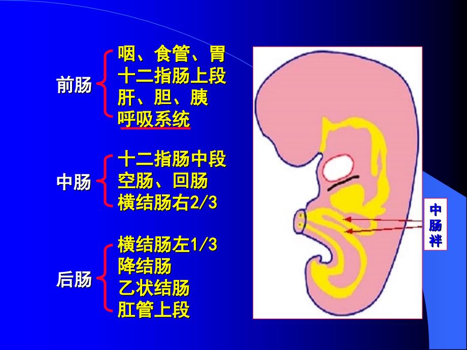 组织学与胚胎学第消化系统和呼吸系统的发生_第3页