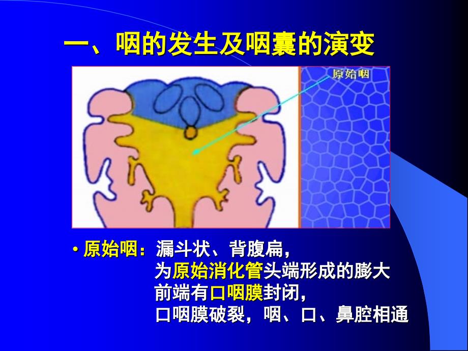 组织学与胚胎学第消化系统和呼吸系统的发生_第4页