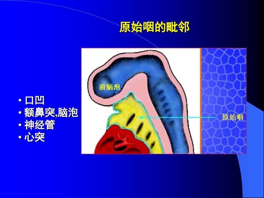 组织学与胚胎学第消化系统和呼吸系统的发生_第5页