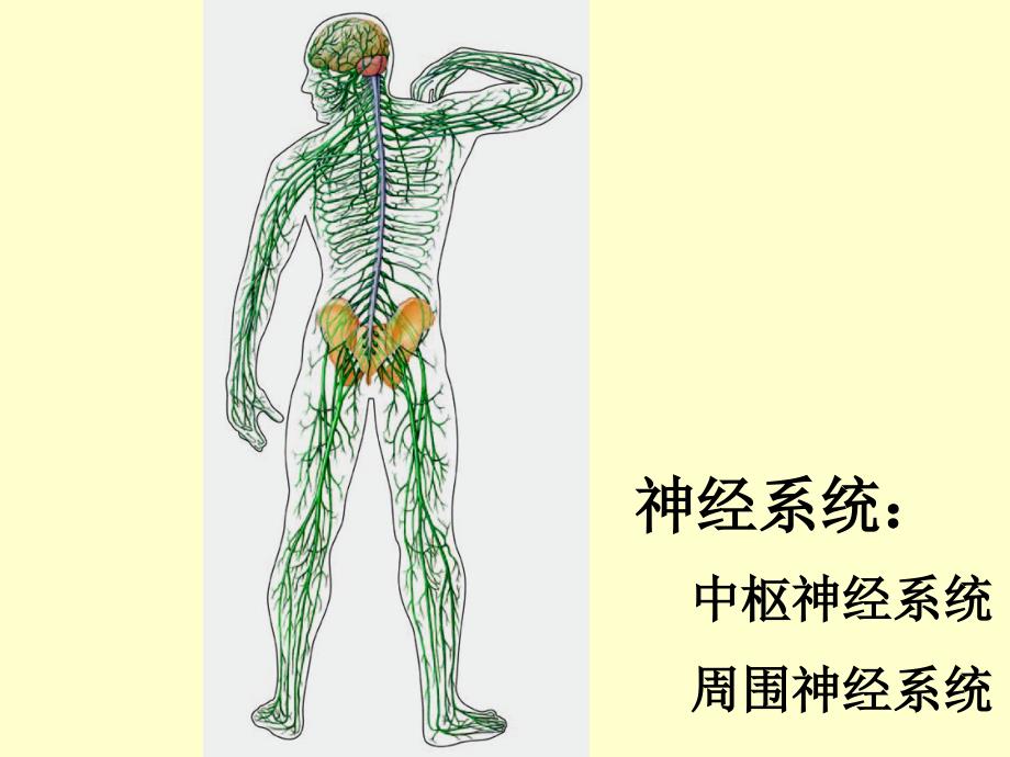 医学基础知识讲座2B神经组织1204ppt课件_第2页