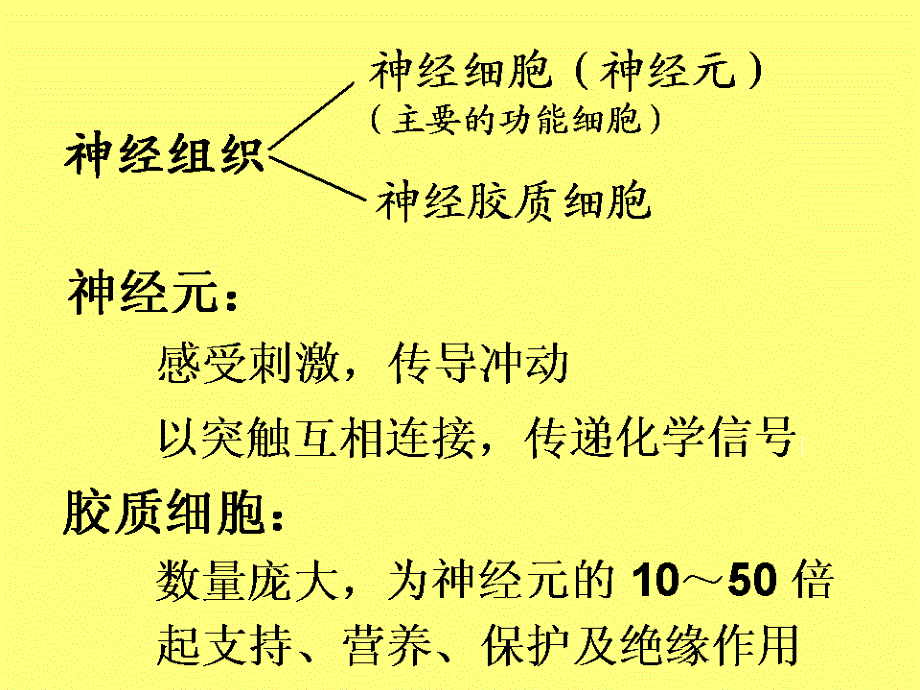 医学基础知识讲座2B神经组织1204ppt课件_第4页